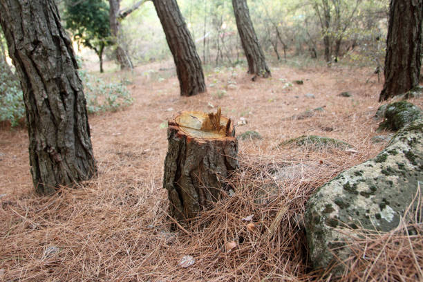 Professional Tree Care in Red Bluff, CA