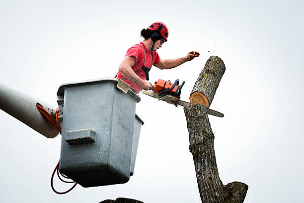 How Our Tree Care Process Works  in  Red Bluff, CA