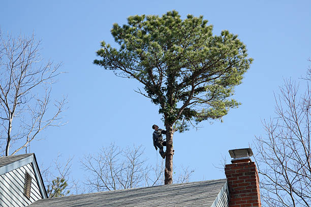 Mulching Services in Red Bluff, CA